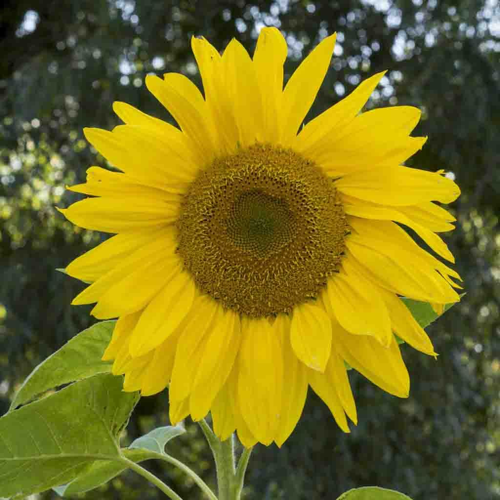 Fully mature Mammoth Sunflower with large, beautiful bright yellow head. Ferry Morse Mammoth Sunflower Seeds