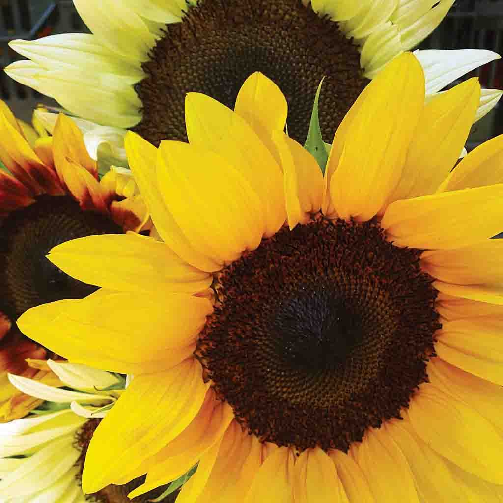 Mixed Colors Sunflowers fully grown and blooming in their fantastic array of shades.
