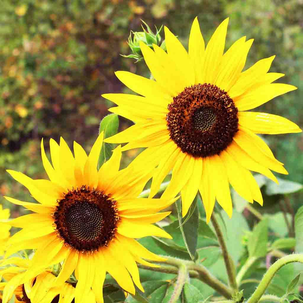 Skyscraper Sunflower seeds, fully grown, matured and blooming their beautiful sunflower faces.