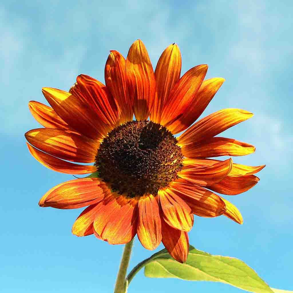Velvet Queen Sunflower seeds fully matured and blooming their rich, warm red, orange and yellow ombre colors.