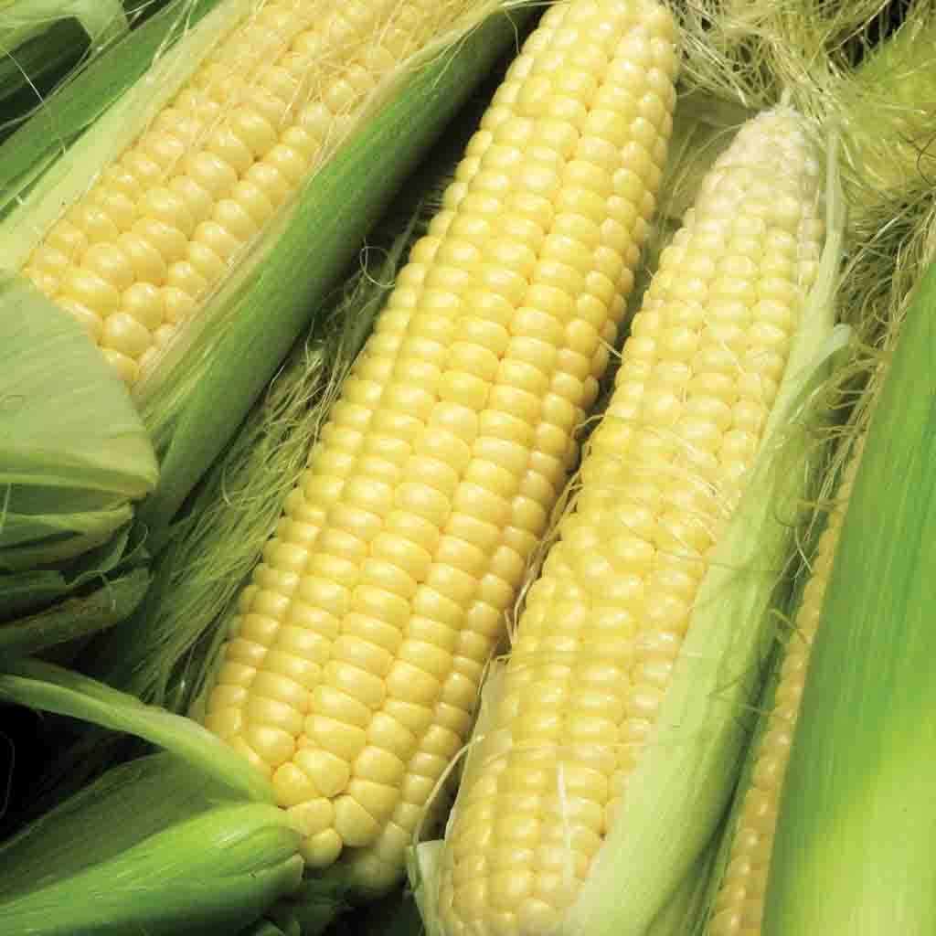 Bodacious Hybrid Sweet Corn Seeds, closeup of mature ear of corn.