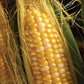G90 Hybrid Sweet Corn seeds, picture shows closeup of ear of corn with open husk to display bi-color kernels.