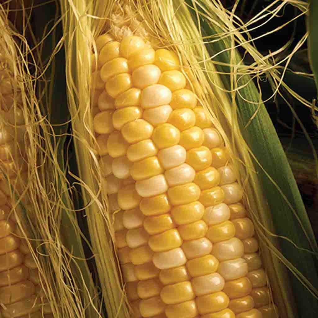 G90 Hybrid Sweet Corn seeds, picture shows closeup of ear of corn with open husk to display bi-color kernels.