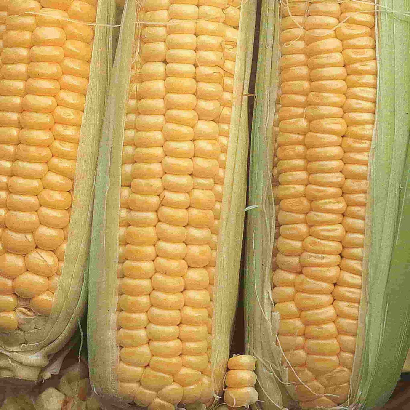 Golden Cross Bantam Hybrid Sweet Corn seeds from Ferry Morse, fully matured and harvested, photo shows corn ear closeup with husk open to show kernels.