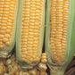 Sweet Corn Golden Cross Bantam Hybrid Economy Packet Seed