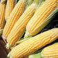 Kandy Korn Hybrid Sweet Corn seeds fully matured and newly harvested, ready for eating!