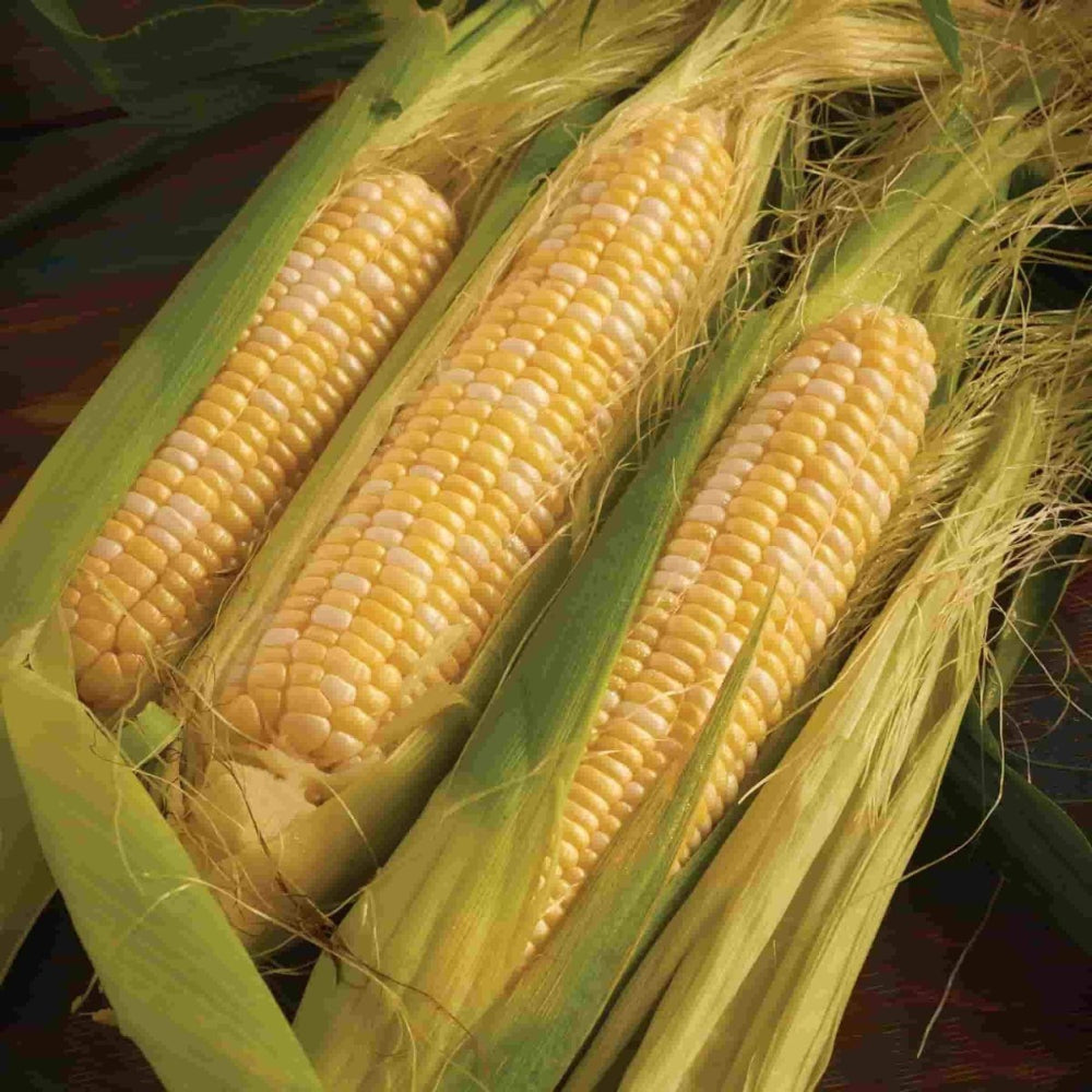Sweet Corn, Peaches & Cream Hybrid Seeds | Garden-To-Table – Ferry-Morse