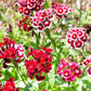 Tall Double Mixed Colors Sweet William flower seeds_image shows matured and blooming flower in shades of white, pink and red.