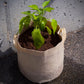 Pepper plant growing healthily and happily in the Ferry-Morse Flexi-Pot, flexible fabric planter with handles.