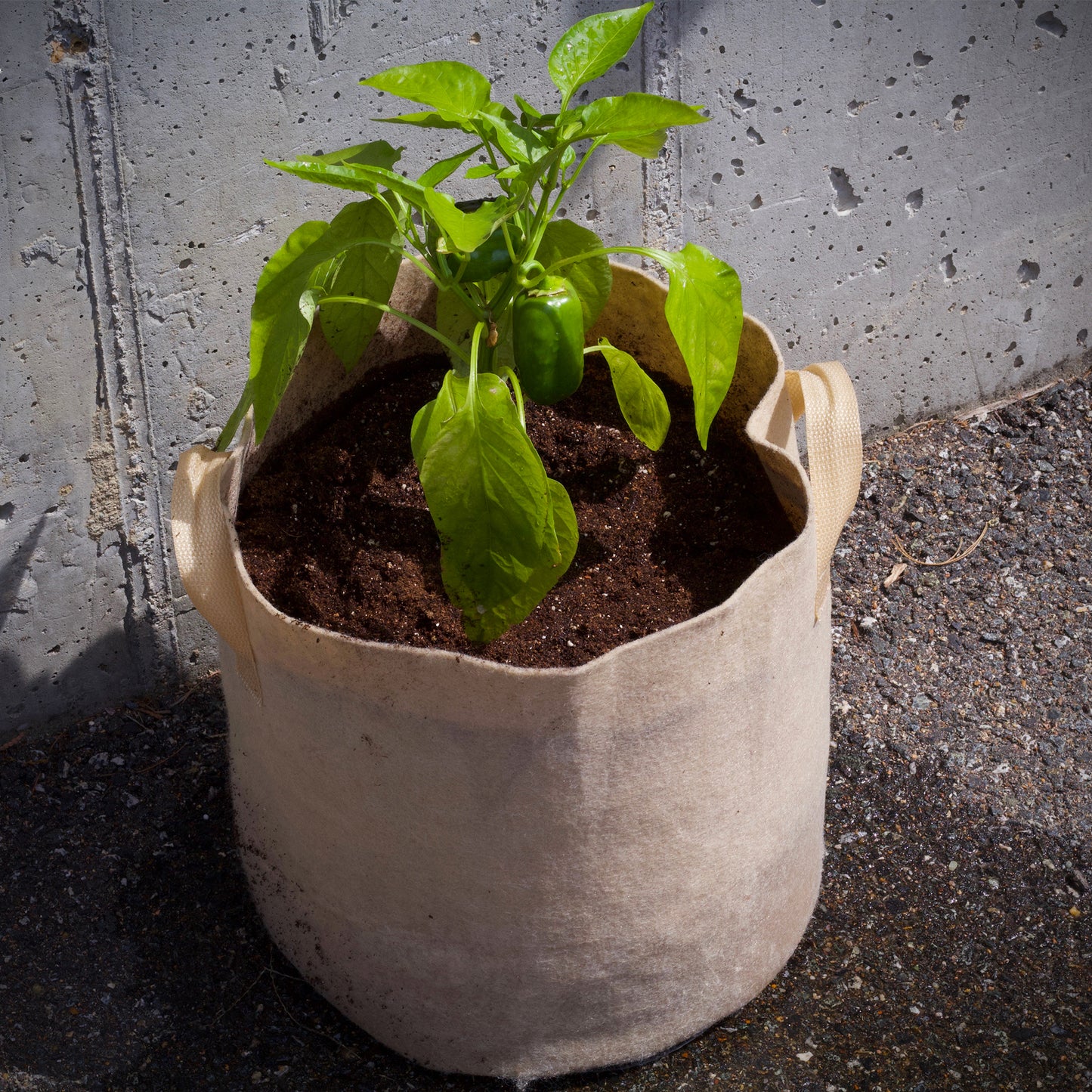 Pepper plant growing healthily and happily in the Ferry-Morse Flexi-Pot, flexible fabric planter with handles.
