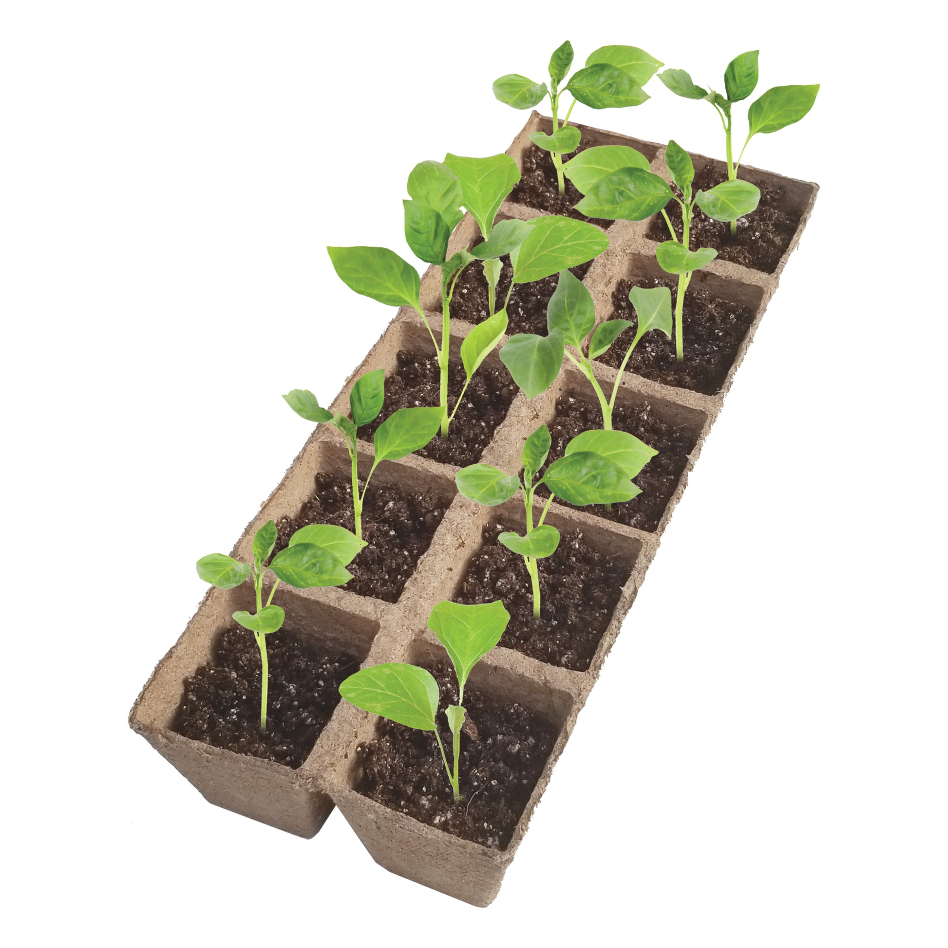 Seedlings growing out of a Jiffy peat strip tray. Easily tear the tray apart when moistened so you can plant the seedlings individually.