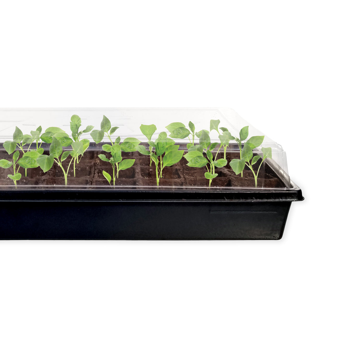Image of seedlings growing within a Jiffy peat strip tray with the humidity dome in place.
