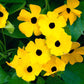 Black Eyed Susan Thunbergia seeds fully grown and matured, blooming on their rapidly growing vines.