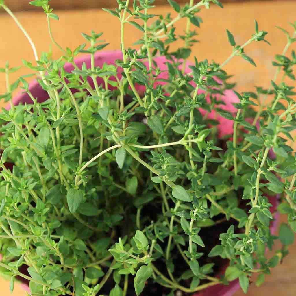 A closeup of a healthy, growing thyme plant in a pink container_Ferry Morse Thyme Seeds