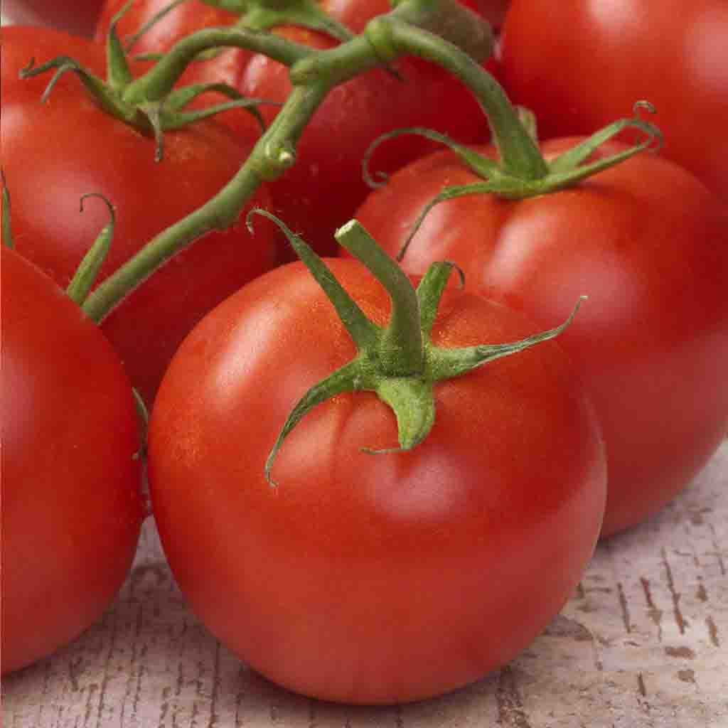 Abe Lincoln Tomato seeds from Ferry Morse Home Gardening_Heirloom Tomato variety!