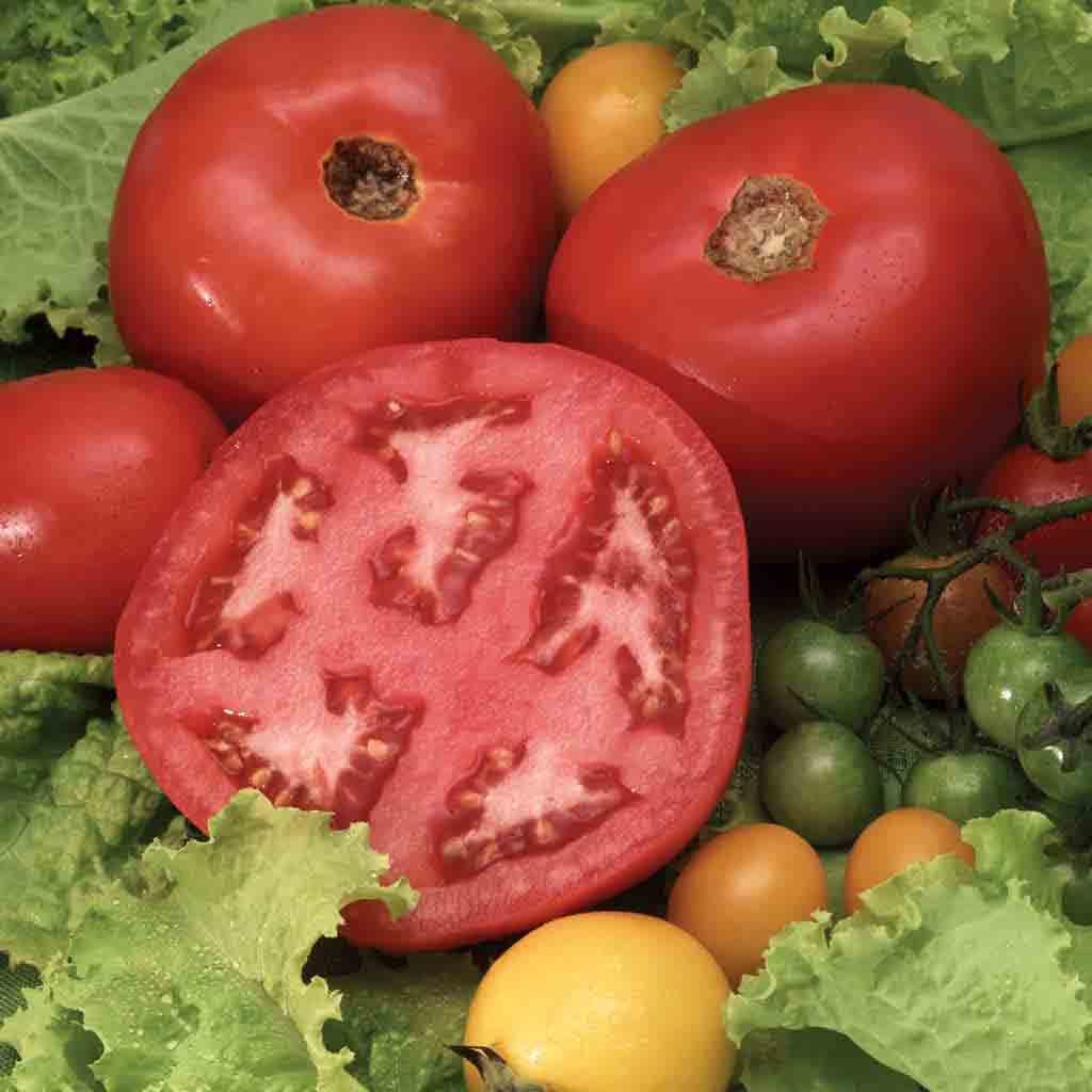 Beefsteak Tomato Sow Easy seeds from Ferry Morse Home Gardening