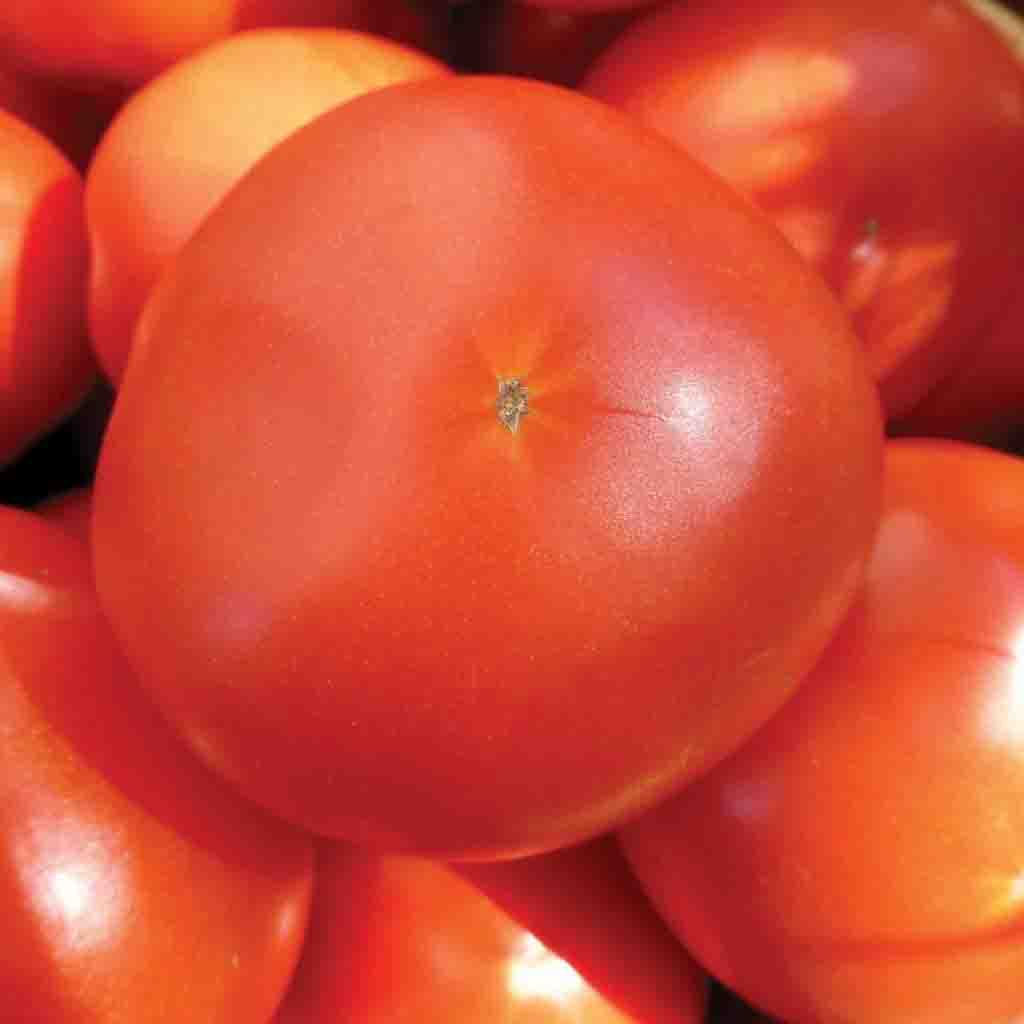 Mortgage Lifter Heirloom Tomato seeds from Ferry Morse Home Gardening, grown and harvested