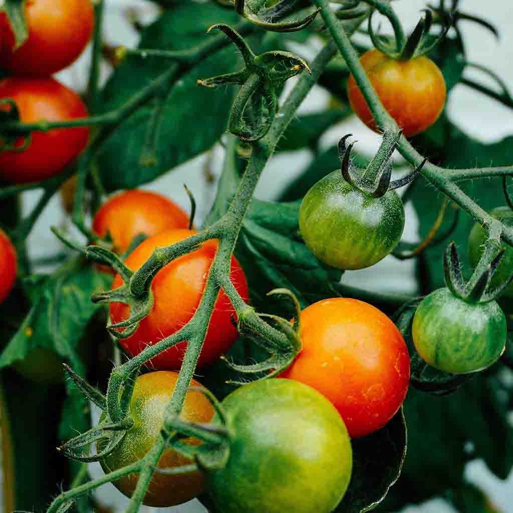 Red Cherry Large Fruited Tomato seeds from Ferry Morse Home Gardening