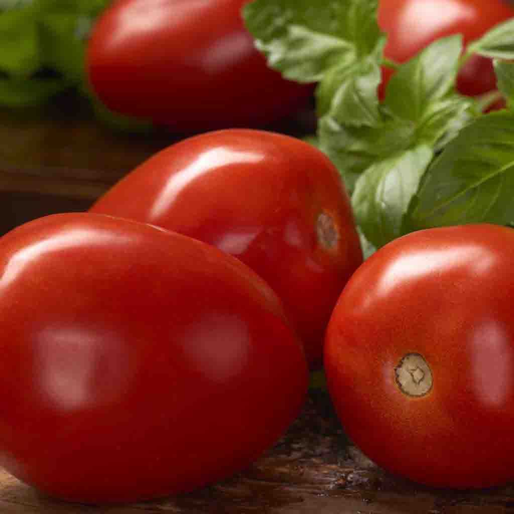 Tomato Roma VF Seeds from Ferry Morse Home Gardening