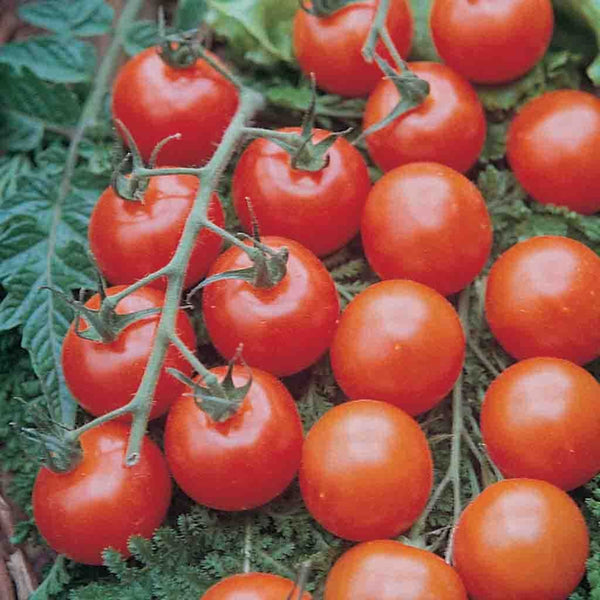 Tomato, Supersweet 100 VF Hybrid Seeds | Vegetable Garden – Ferry