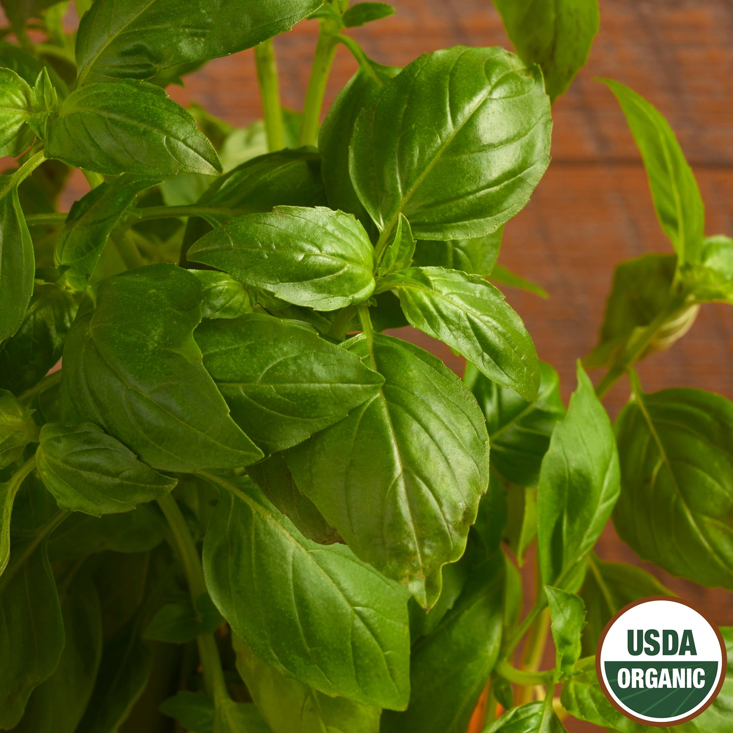USDA Organic Genovese Basil Herb seeds_Closeup of large, healthy green Genovese basil leaves.