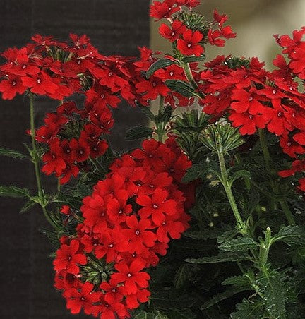 Verbena Firehouse Red Plantlings Live Baby Plants 1-3in., 6-Pack