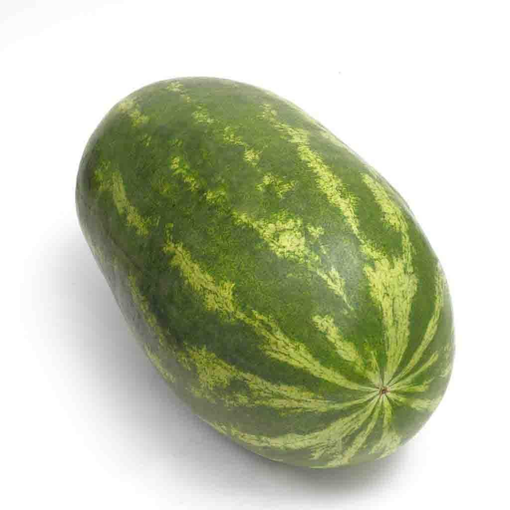 Garden Leader Monster Watermelon seeds_image shows a giant watermelon grown from the plant these seeds will produce!