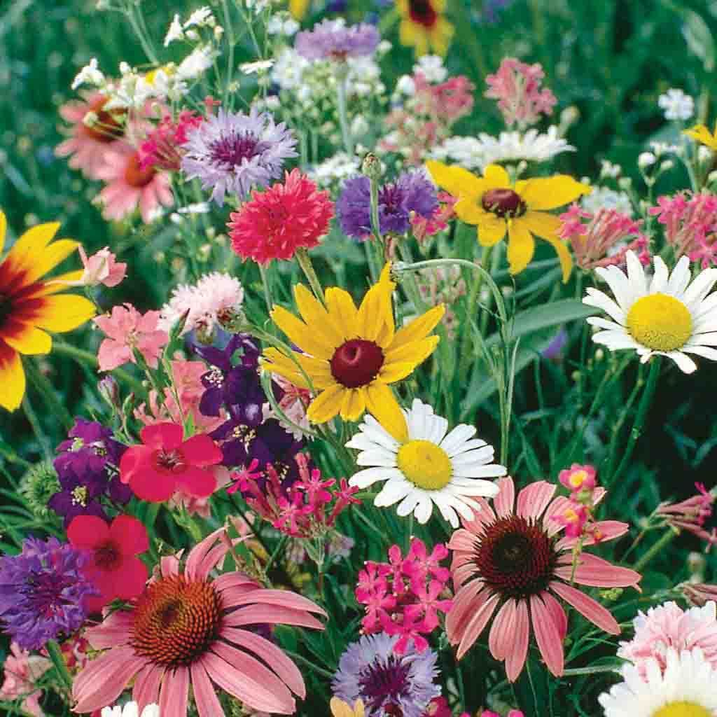 Wildflower Cutflower Mix Annual Flower Economy Seeds – Ferry-Morse