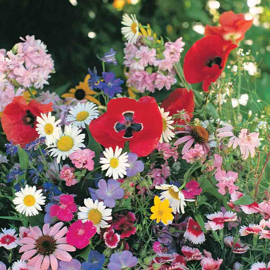 Wildflower Shade Mix, image shows a beautiful display of annual and perennial wildflowers blooming in partial shade.