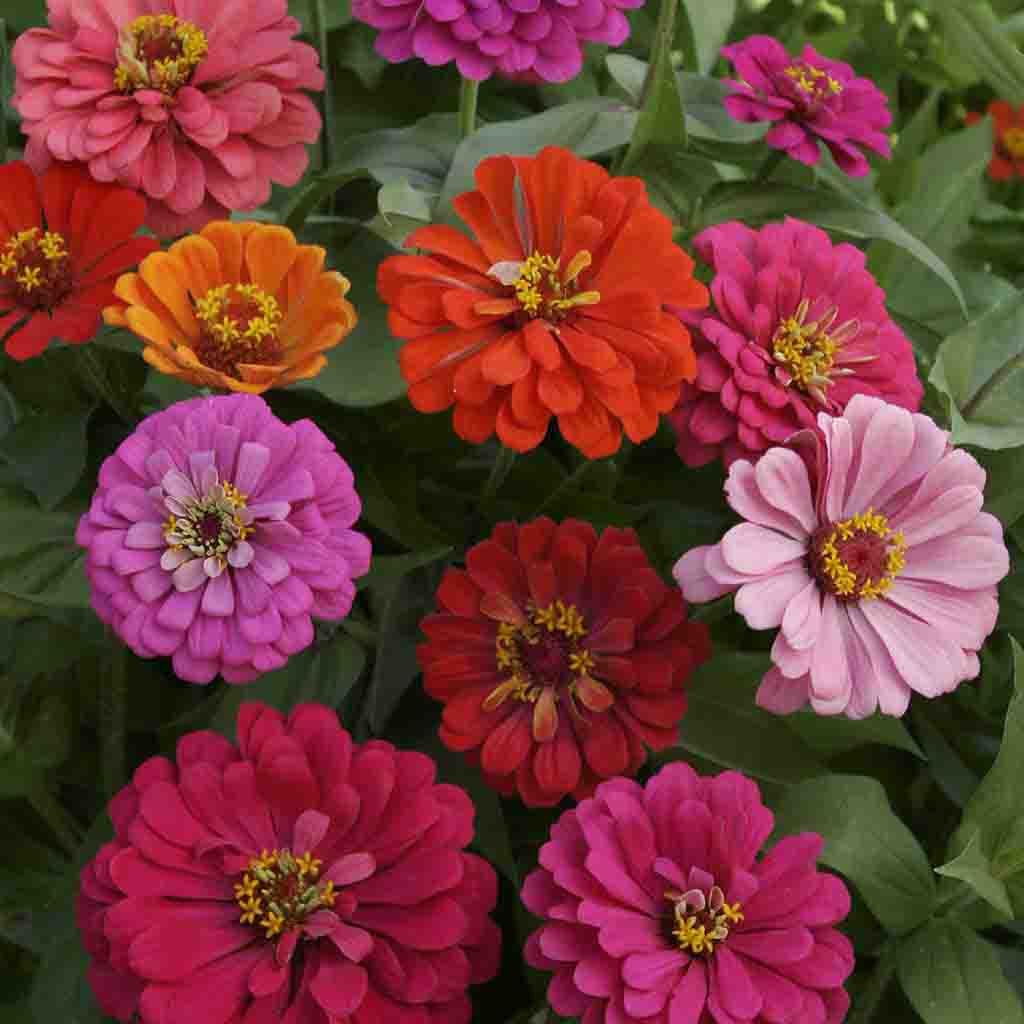 California Giant Pink, Orange and Purple Zinnias blooming in a garden_Ferry Morse Zinnia Seeds
