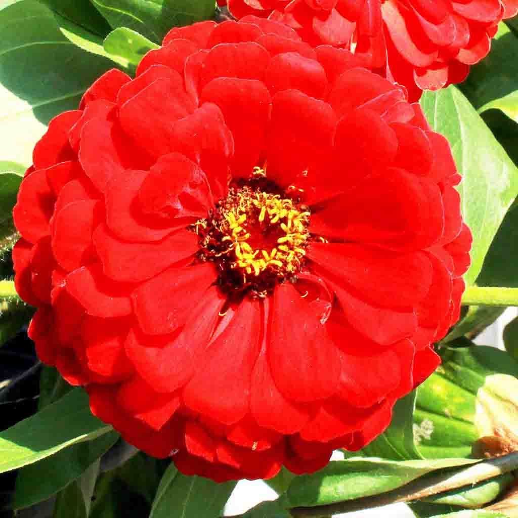 Giant Double Scarlet Flame Zinnia seeds, fully matured and blooming, closeup of flower head.