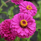 Giant Double Violet Queen Zinnia Seeds Ferry Morse_Close-up photo of this Zinnia variety blooming against vibrant green leaves and stems.