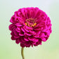 A single Giant Double Violet Queen Zinnia flower in full bloom