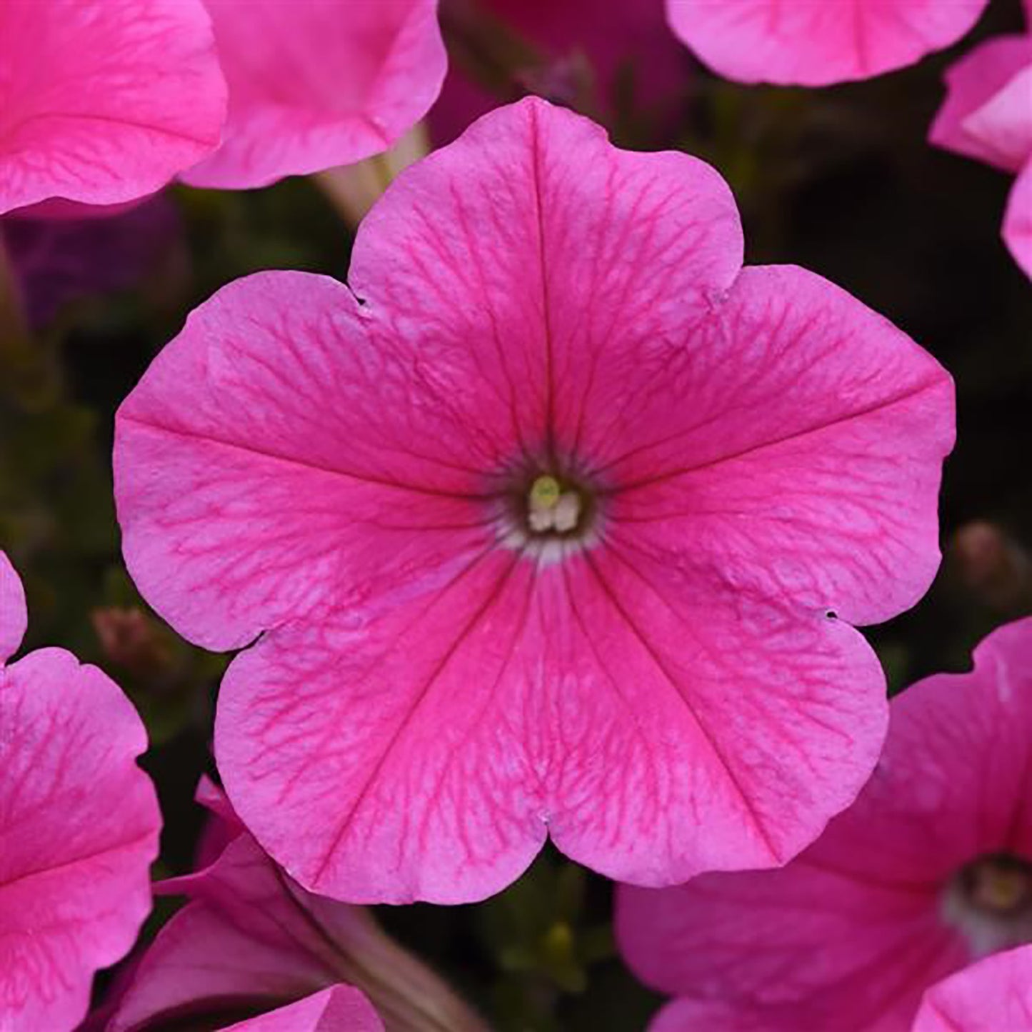 Petunia E3 Easy Wave™ Pink Cosmo Spreading Plantlings Live Baby Plants 1-3in., 6-Pack