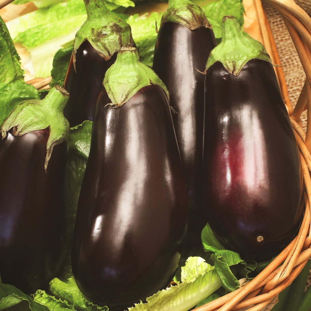 Eggplant, Black Beauty Heirloom Seeds, 400mg - Ferry - Morse