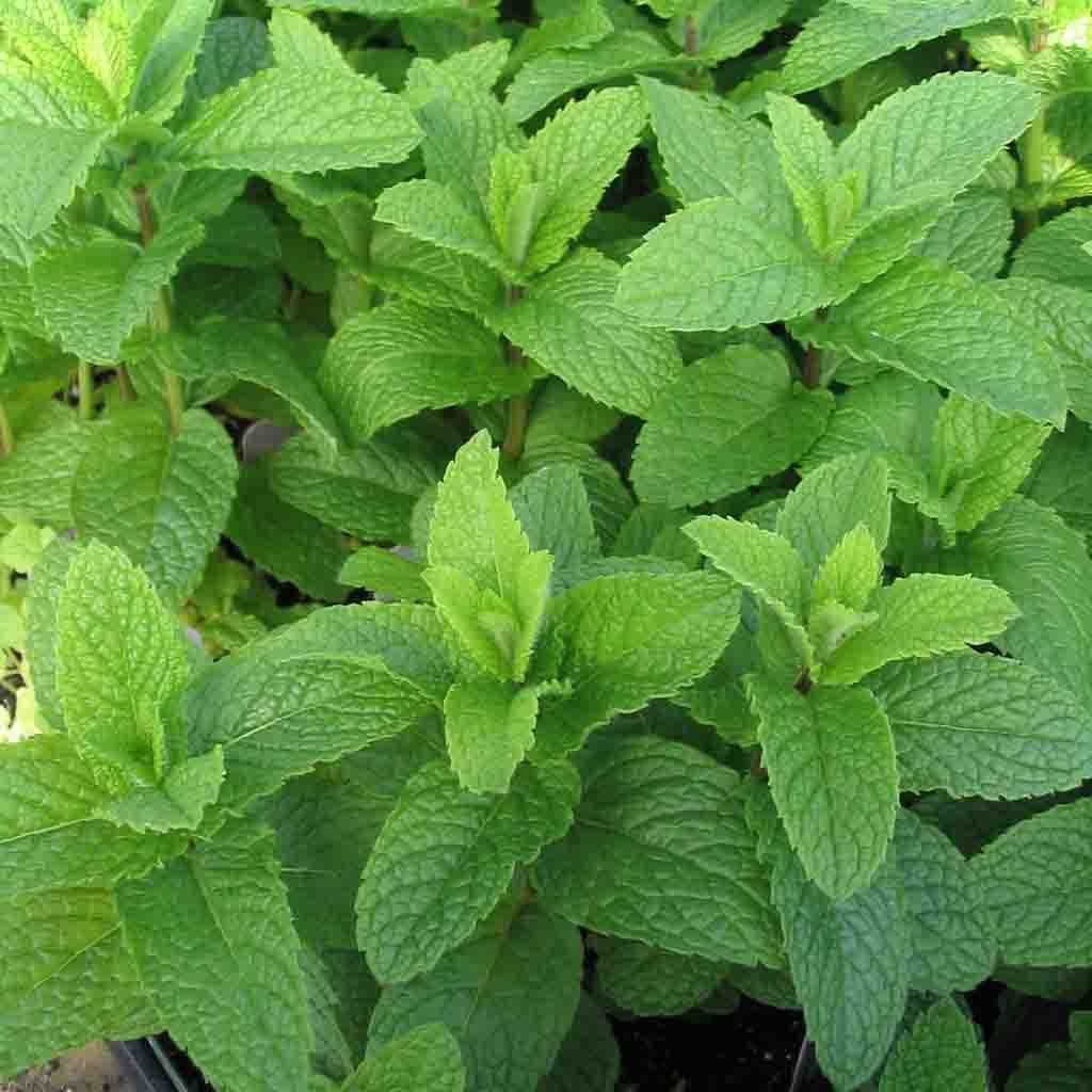 Spearmint Kentucky Colonel matured and thriving, closeup photo.