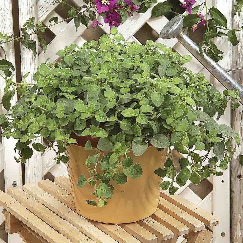 Hot 'n Spicy Oregano Plants from Ferry Morse Home Gardening; Oregano Plant in container fully grown.