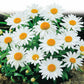 Shasta Daisy, Alaska Seeds, 300mg - Ferry - Morse