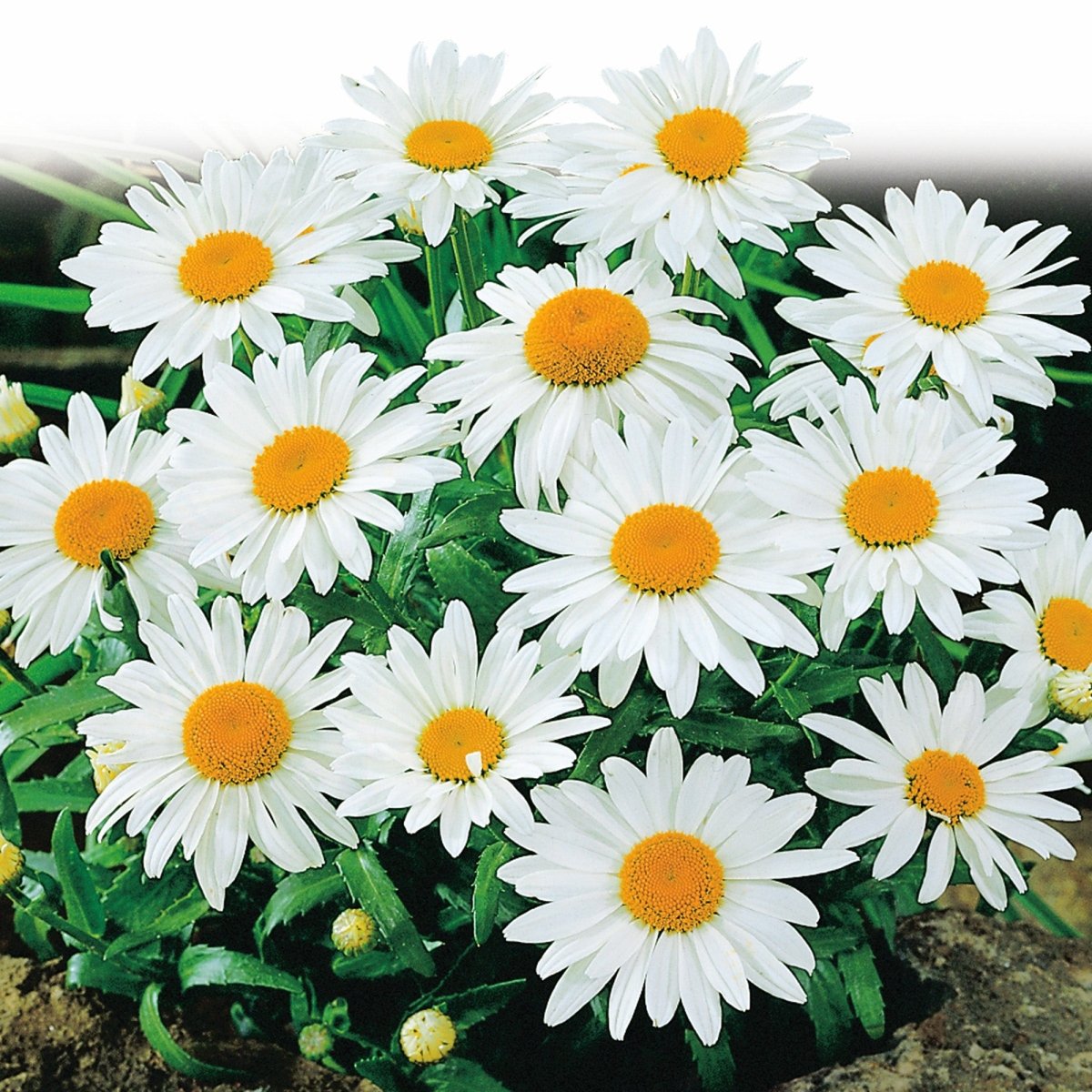 Shasta Daisy, Alaska Seeds, 300mg - Ferry - Morse