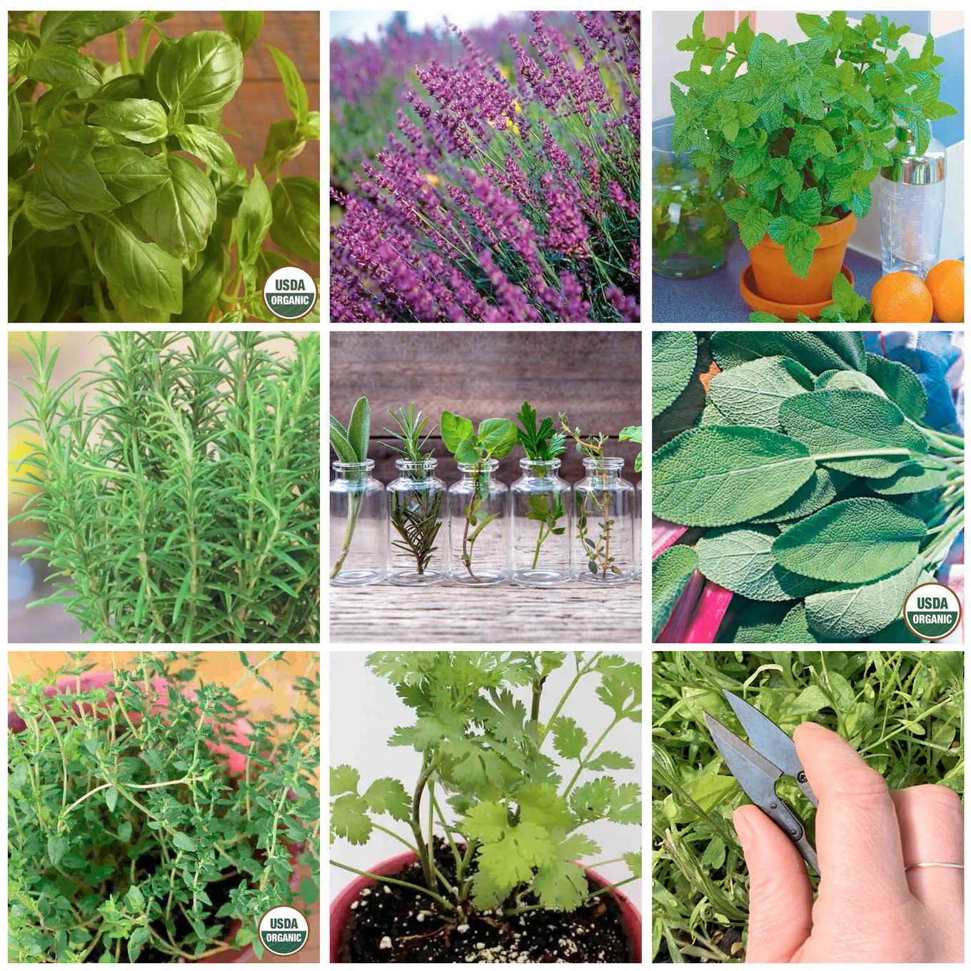 Ferry-Morse grow your own aromatherapy herb garden bundle includes everything you need to start, grow and harvest your herbs!