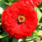Zinnia, Giant Double Scarlet Flame Seeds, 1g - Ferry - Morse