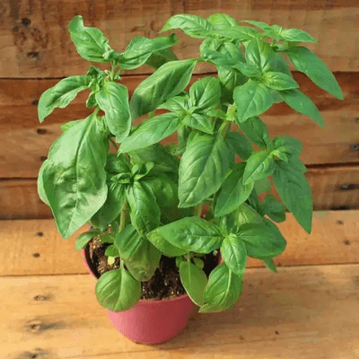 Basil