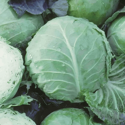 Cabbage