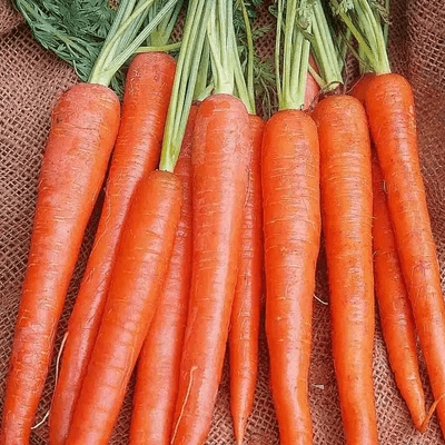 Carrot