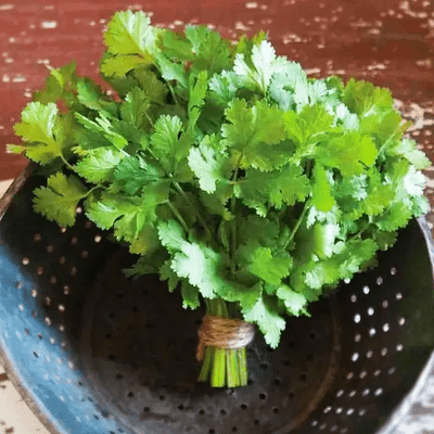 Cilantro