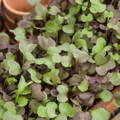 Microgreens