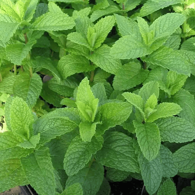 Mint