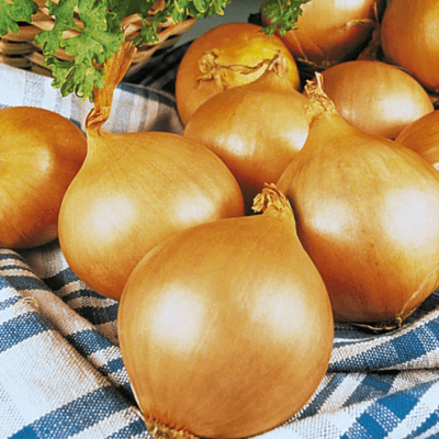 Onion