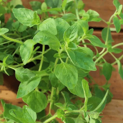 Oregano