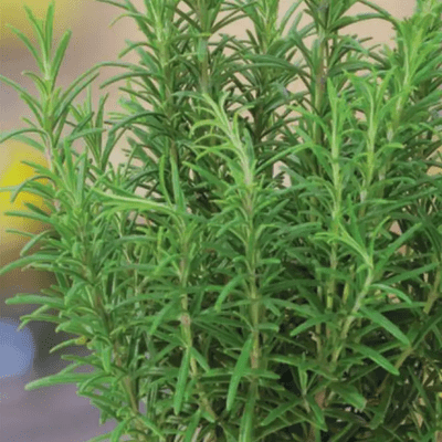 Rosemary